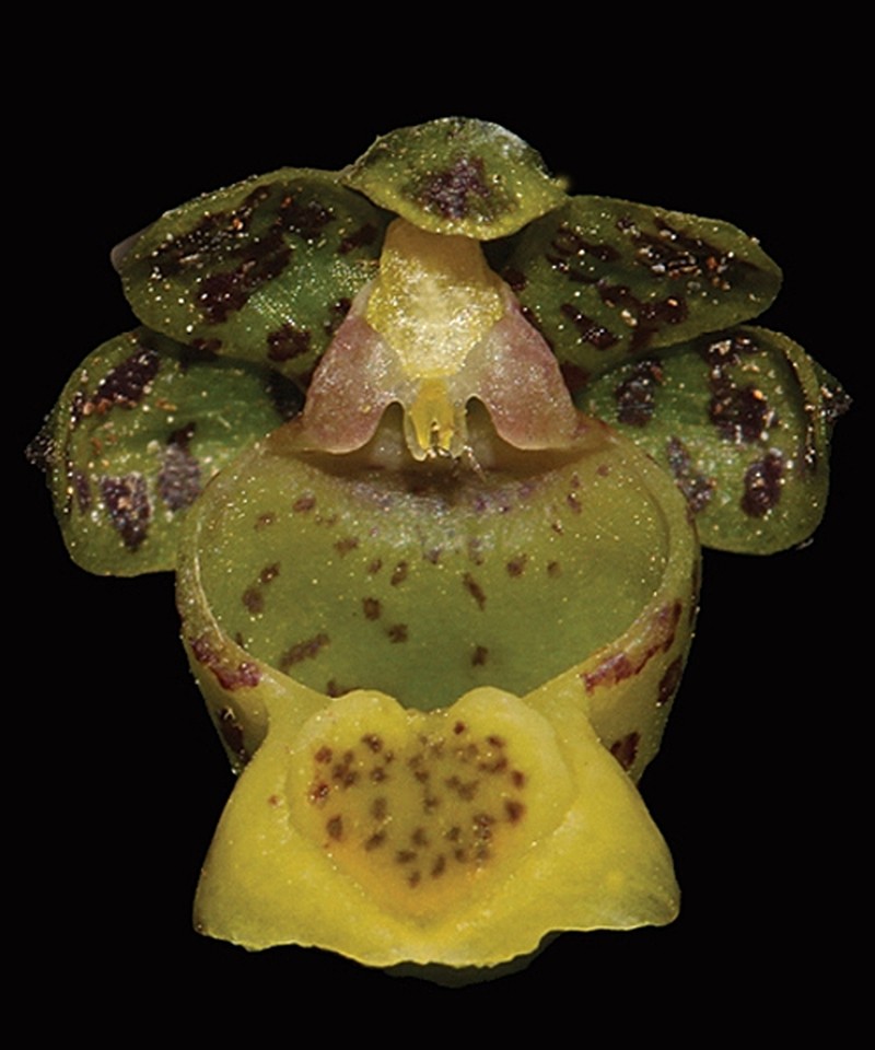 Gastrochilus prionophyllus