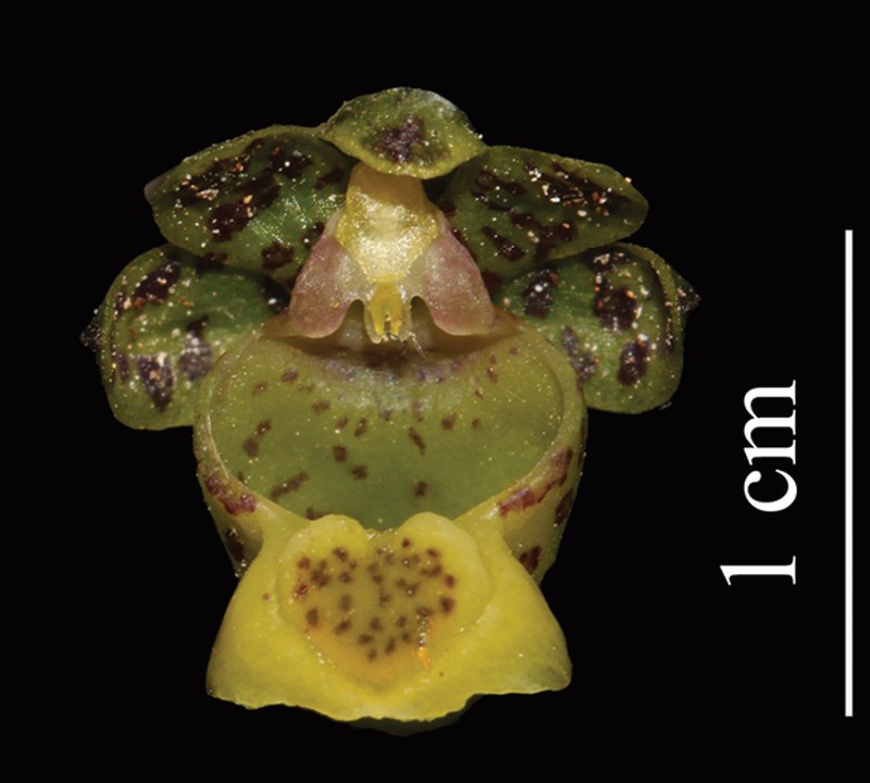 Gastrochilus prionophyllus photo 2
