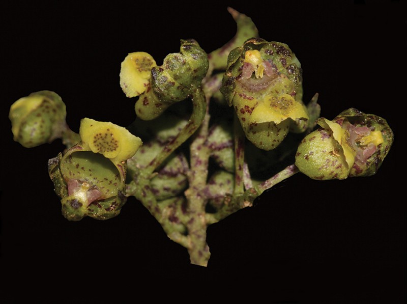 Gastrochilus prionophyllus photo 3