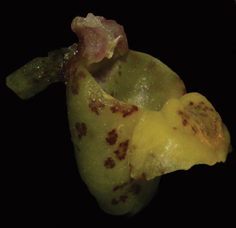 Gastrochilus prionophyllus photo 4