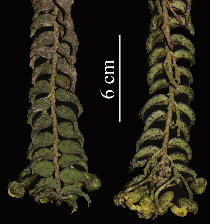 Gastrochilus prionophyllus photo 5