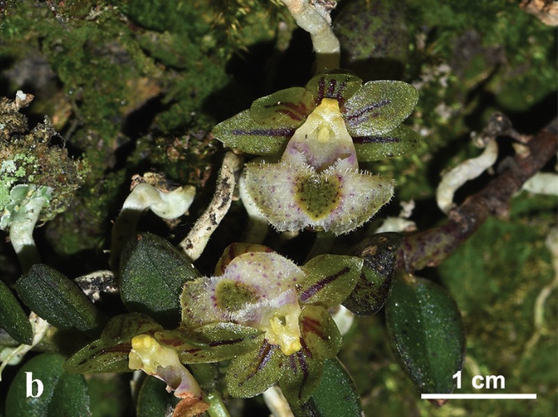 Gastrochilus wolongensis