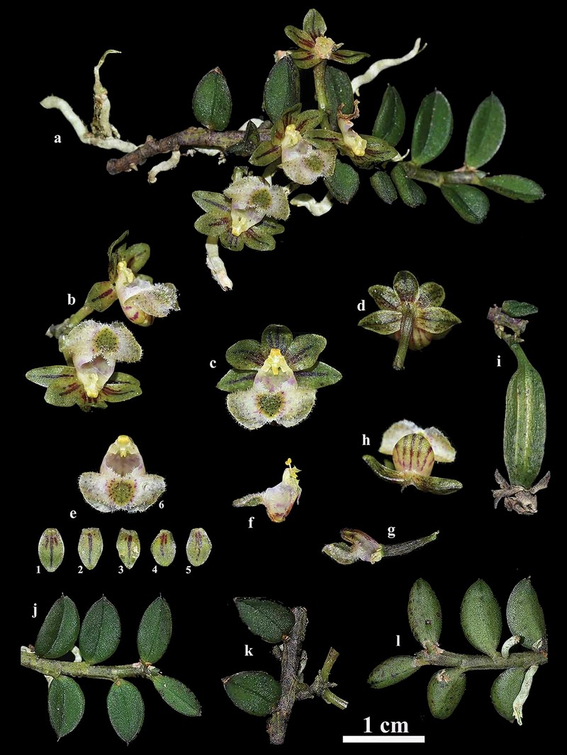 Gastrochilus wolongensis photo 2