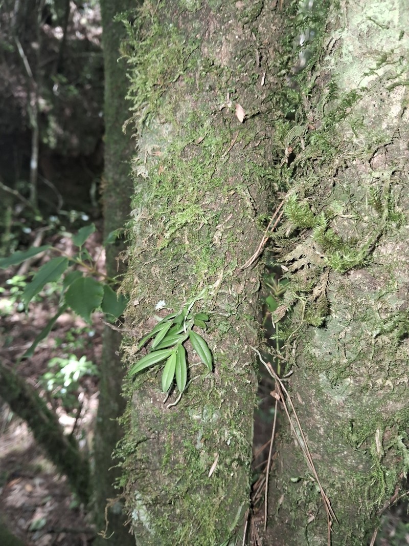 Gastrochilus yei