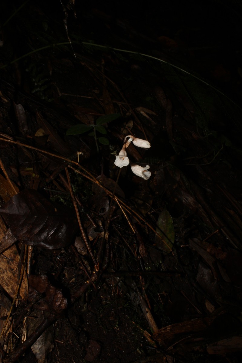 Gastrodia cajanoae photo 2