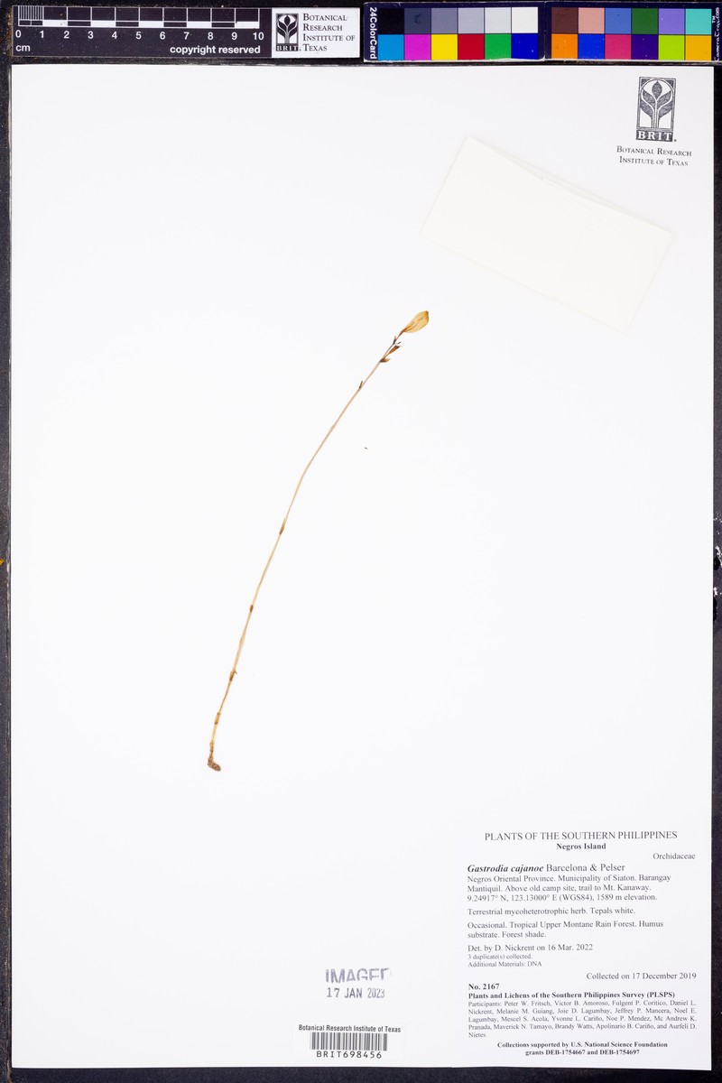 Gastrodia cajanoae photo 3
