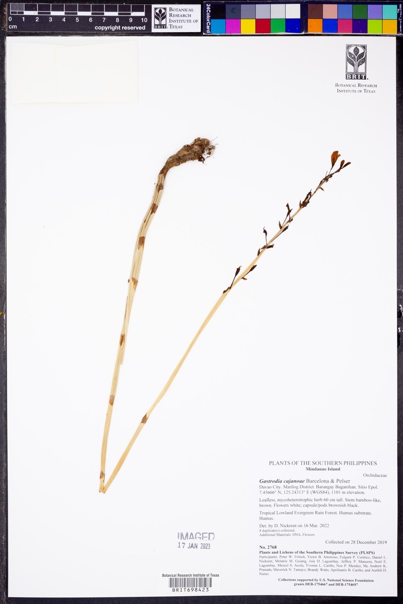 Gastrodia cajanoae photo 4