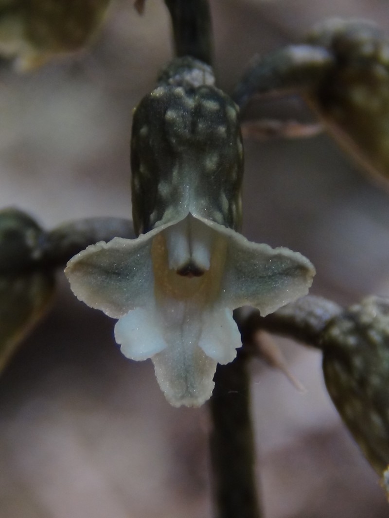 Gastrodia cooperae