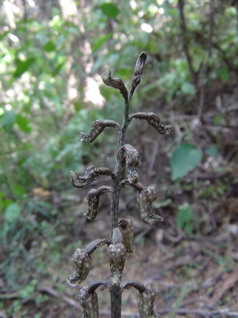 Gastrodia cooperae photo 2
