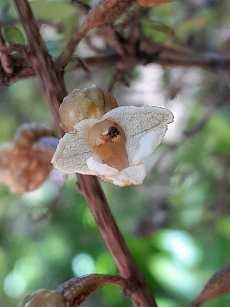Gastrodia cooperae photo 3