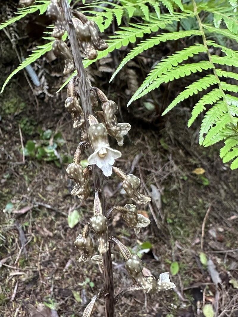Gastrodia cooperae photo 4