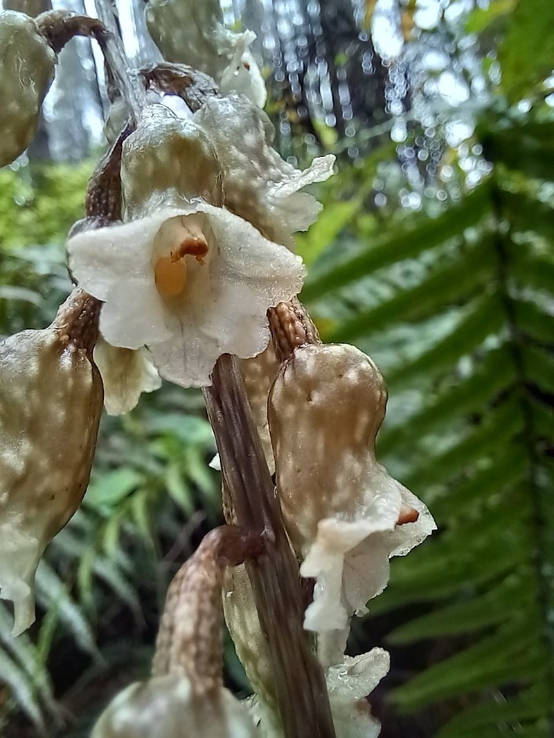 Gastrodia cooperae photo 5