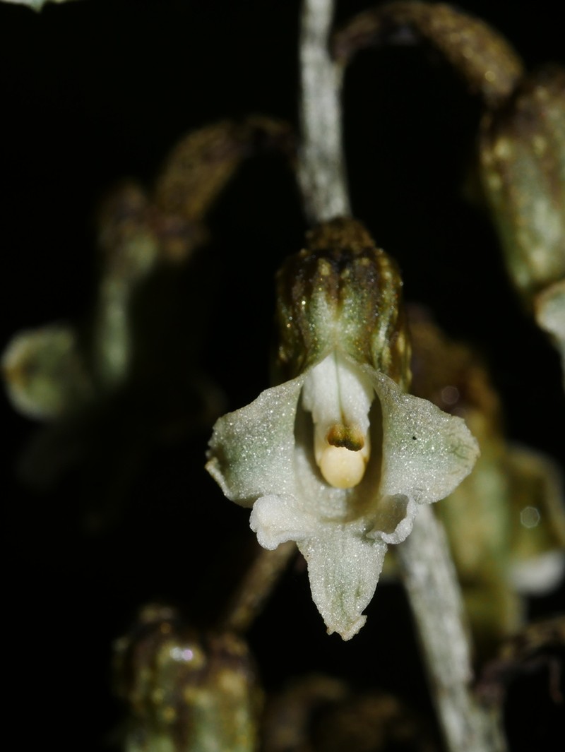 Gastrodia cooperae photo 6