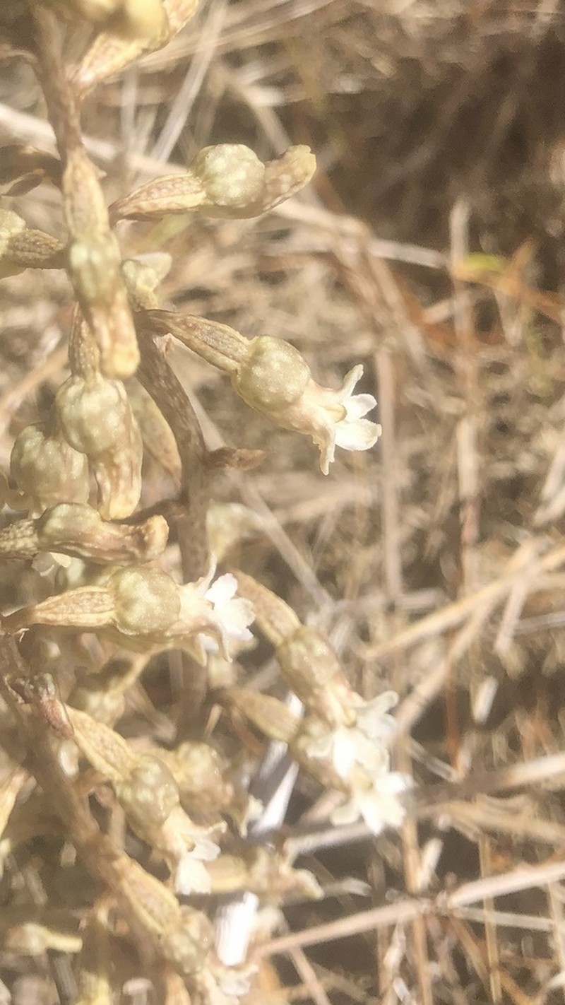 Gastrodia cooperae photo 7