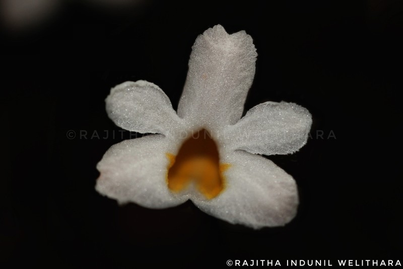 Gastrodia gunatillekeorum