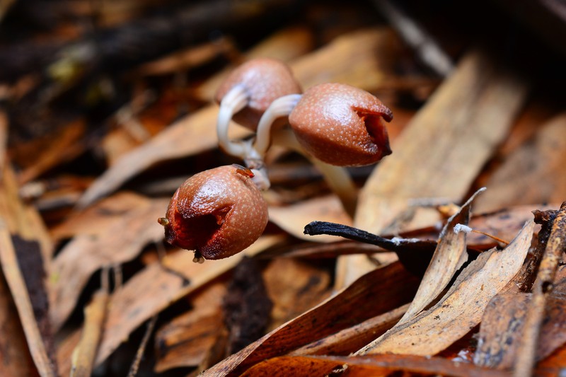 Gastrodia kaohsiungensis