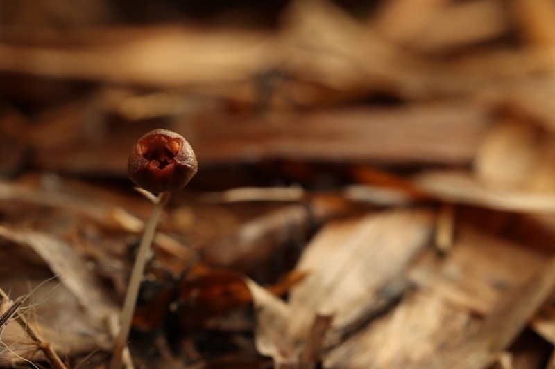 Gastrodia kaohsiungensis photo 2