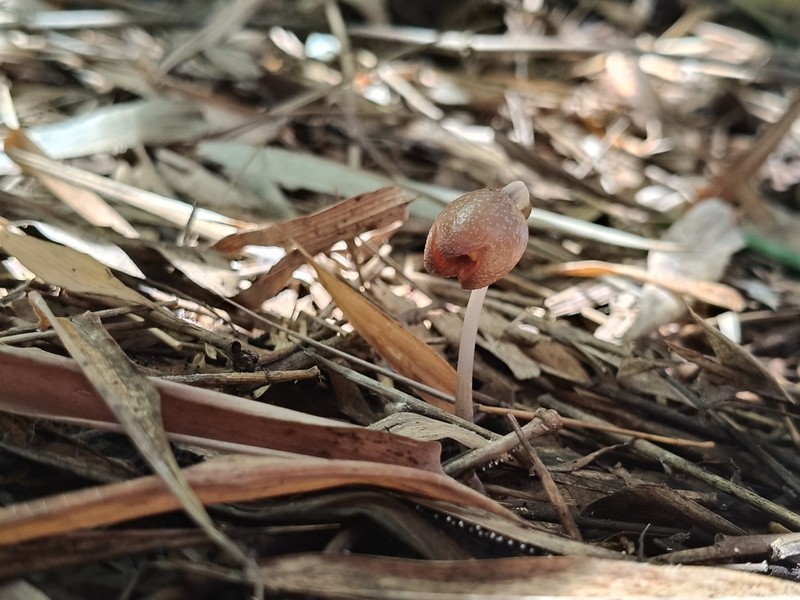 Gastrodia kaohsiungensis photo 4