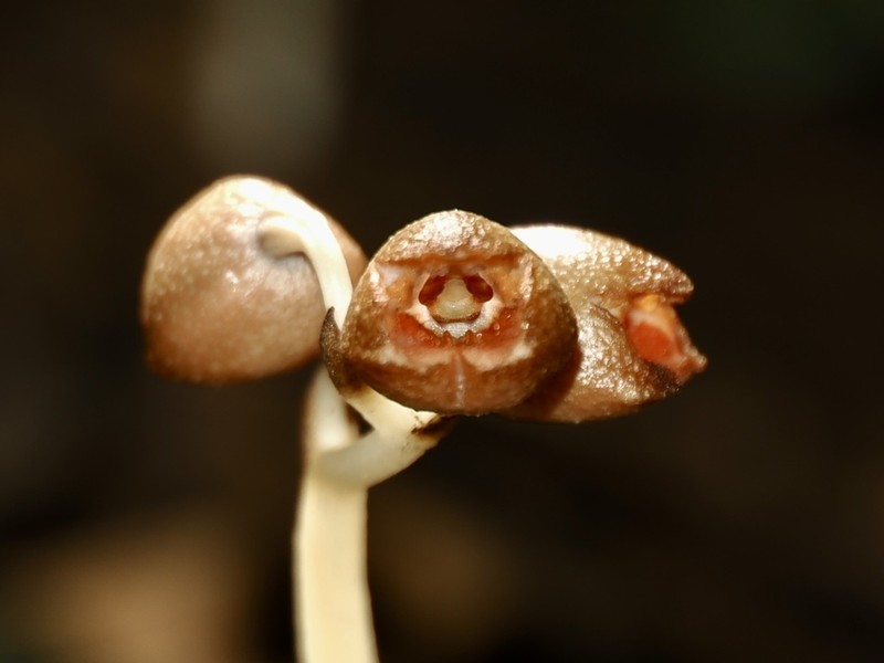 Gastrodia kaohsiungensis photo 5