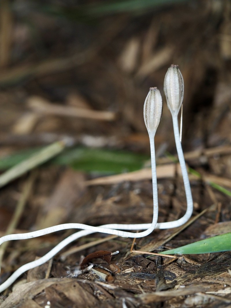 Gastrodia kaohsiungensis photo 6