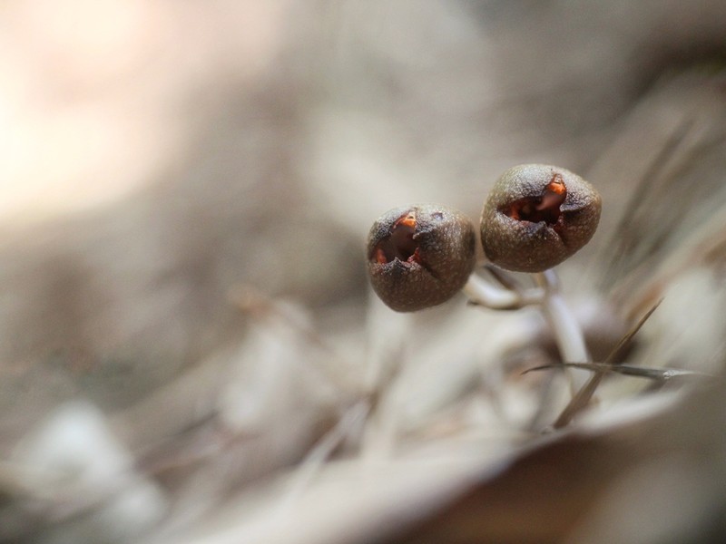 Gastrodia kaohsiungensis photo 7
