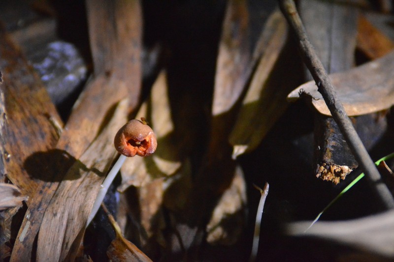 Gastrodia kaohsiungensis photo 8