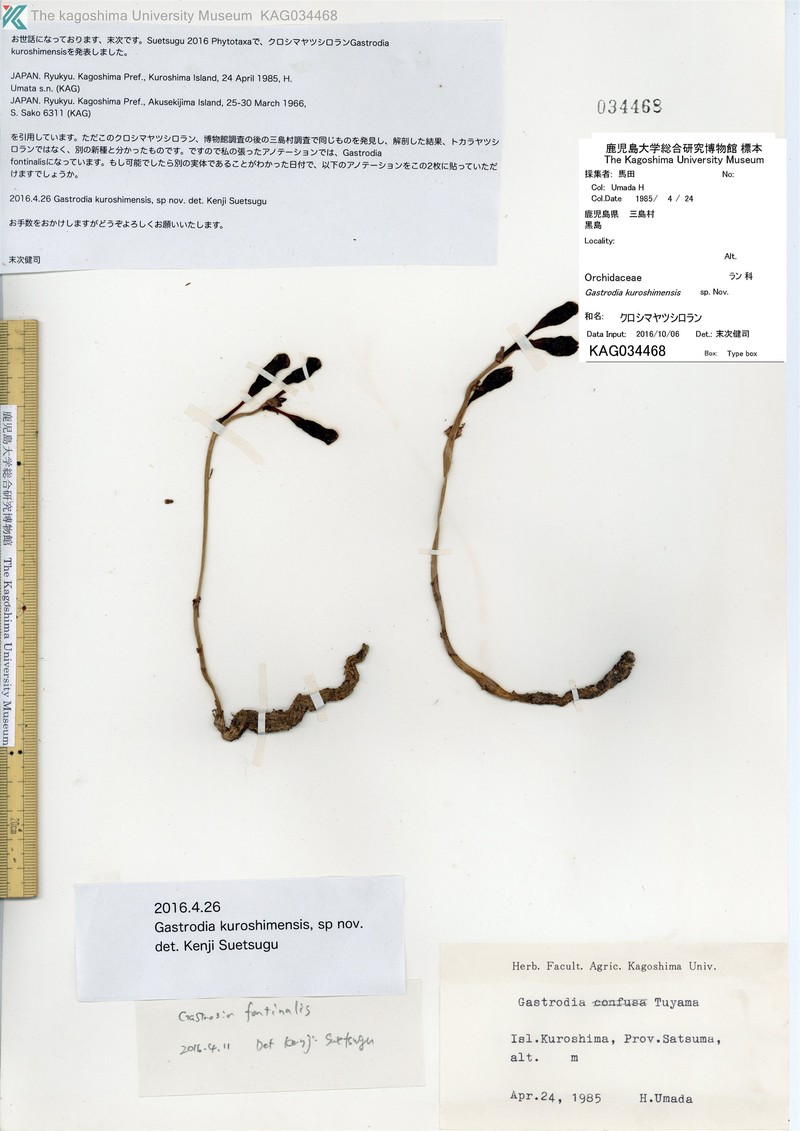 Gastrodia kuroshimensis