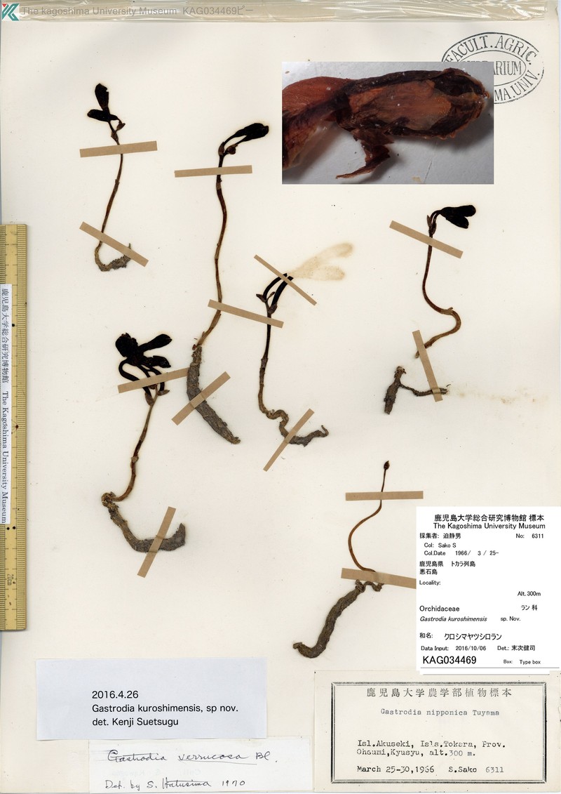 Gastrodia kuroshimensis photo 2