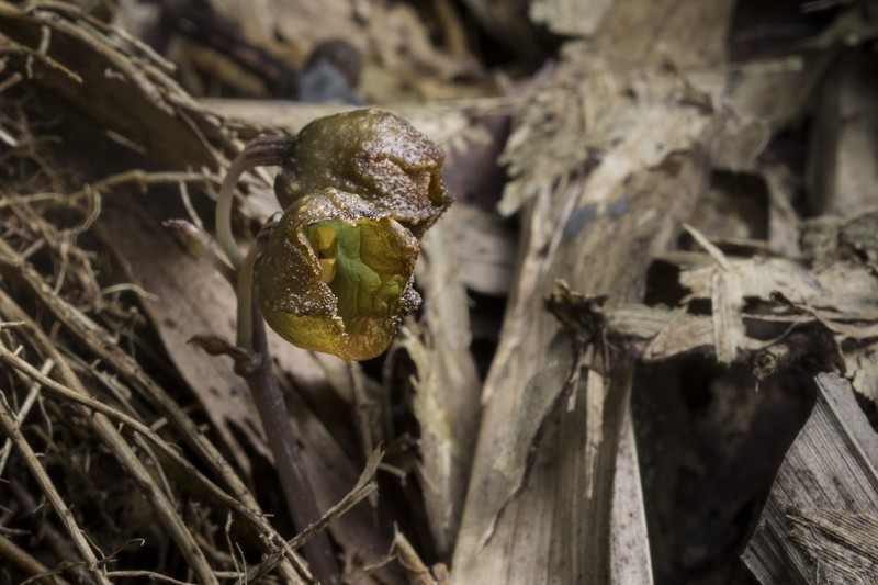 Gastrodia leoui