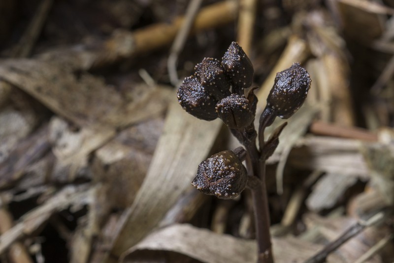 Gastrodia leoui photo 3