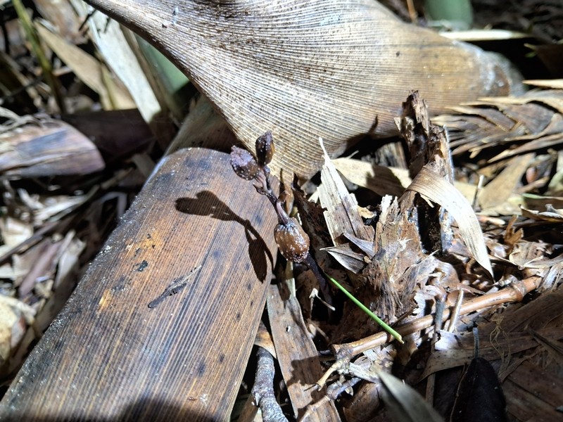 Gastrodia leoui photo 4