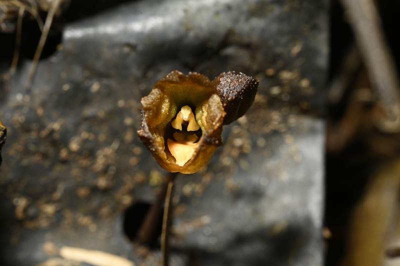 Gastrodia leoui photo 5