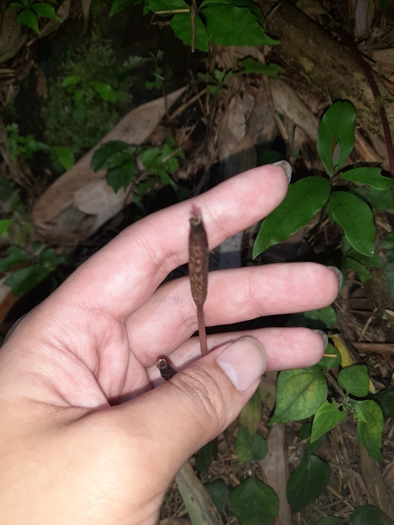 Gastrodia leoui photo 7