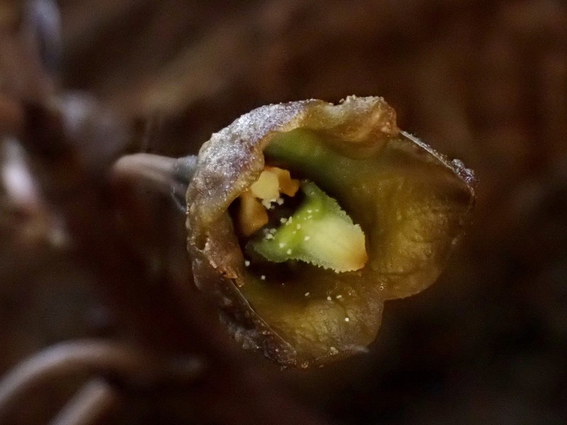 Gastrodia leucochila