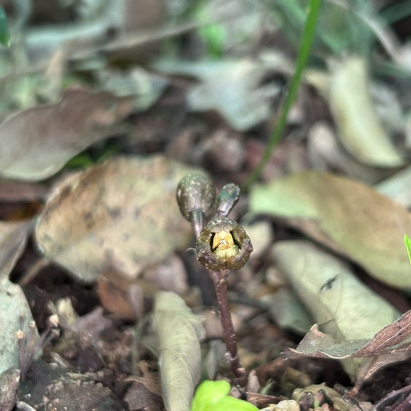 Gastrodia leucochila photo 2