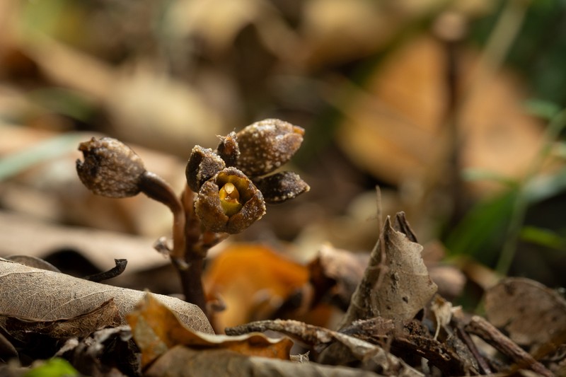Gastrodia leucochila photo 3