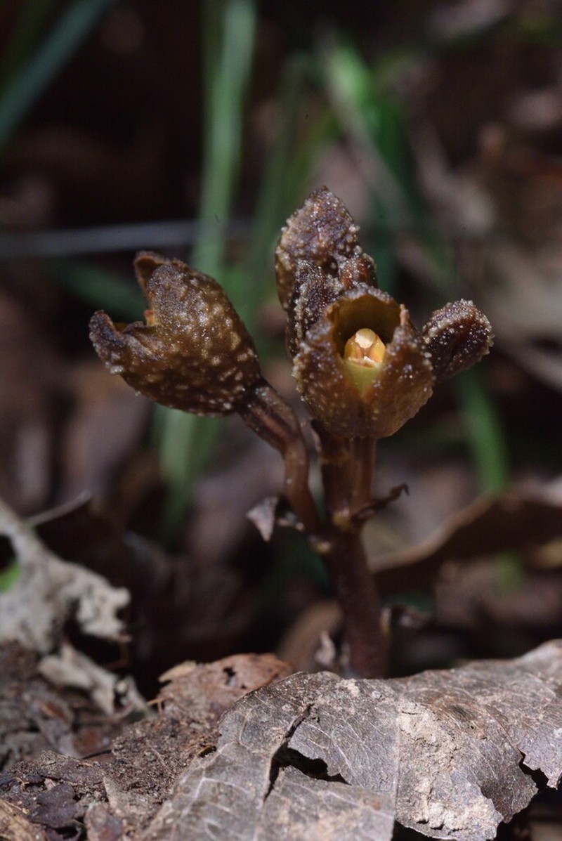 Gastrodia leucochila photo 5