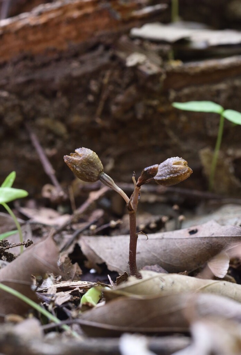 Gastrodia leucochila photo 6