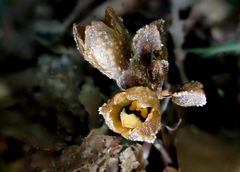 Gastrodia leucochila photo 7