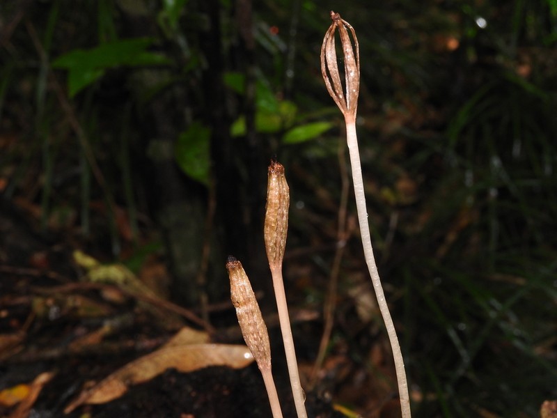 Gastrodia leucochila photo 8