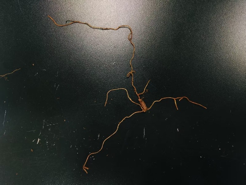 Gastrodia longistyla