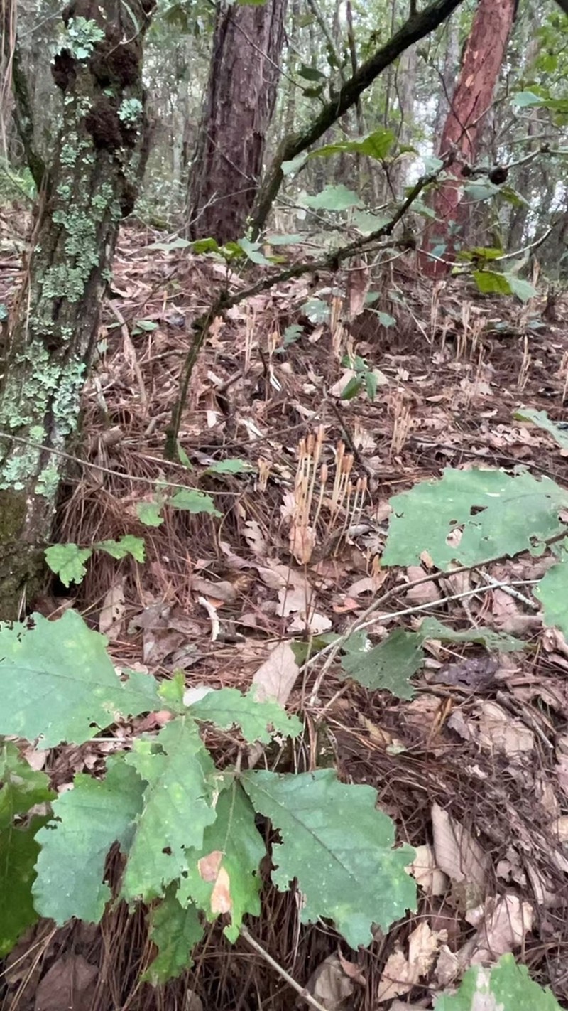 Gastrodia longistyla photo 2