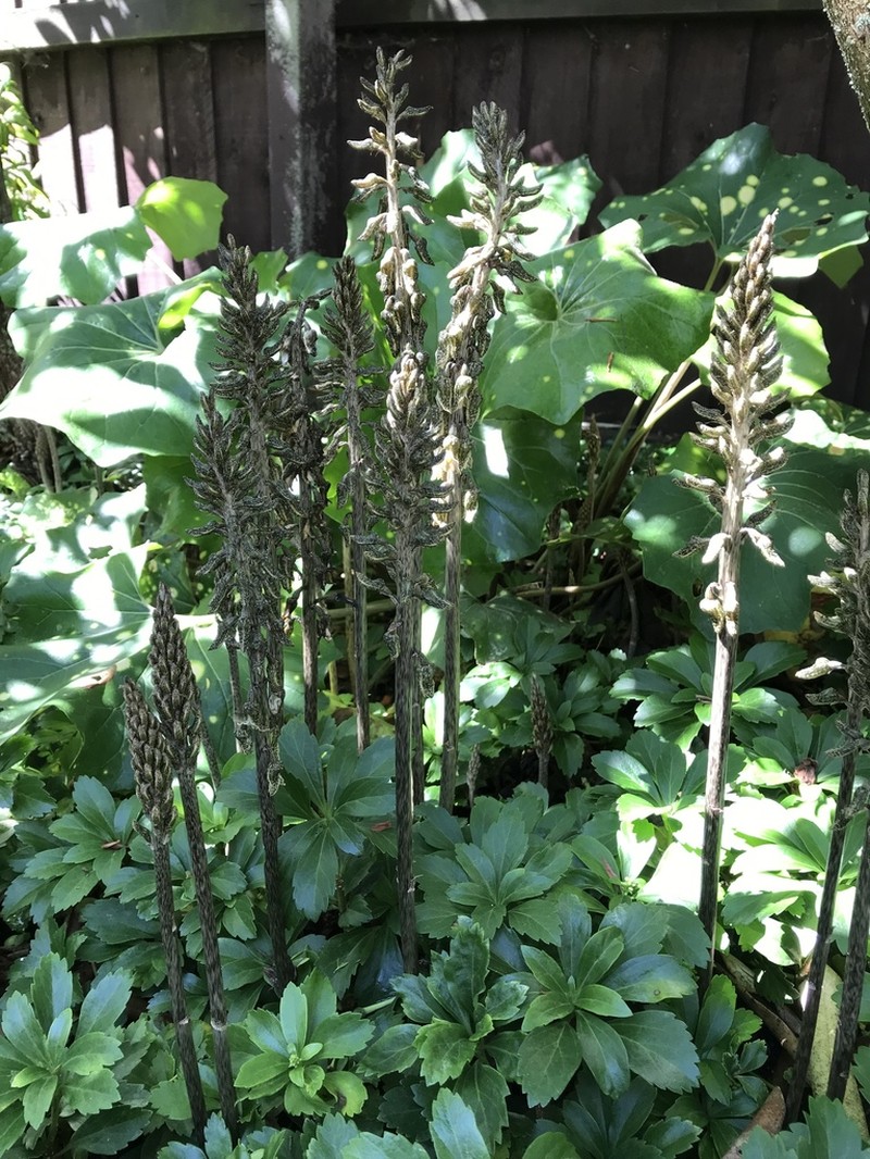 Gastrodia molloyi photo 2