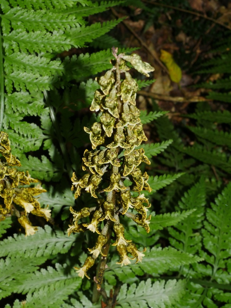 Gastrodia molloyi photo 3