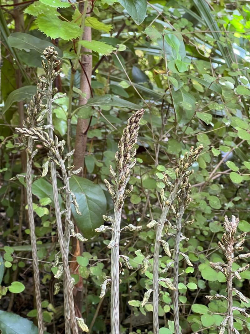 Gastrodia molloyi photo 4