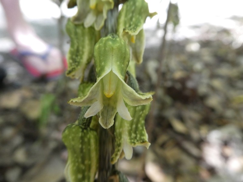 Gastrodia molloyi photo 5