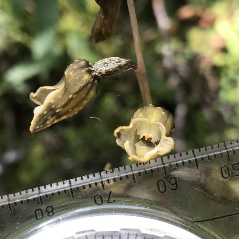 Gastrodia molloyi photo 7