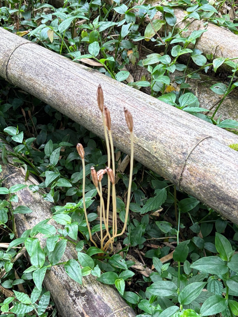 Gastrodia nantoensis