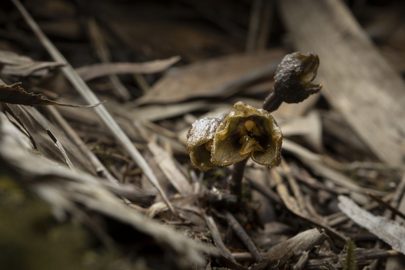 Gastrodia nantoensis photo 2