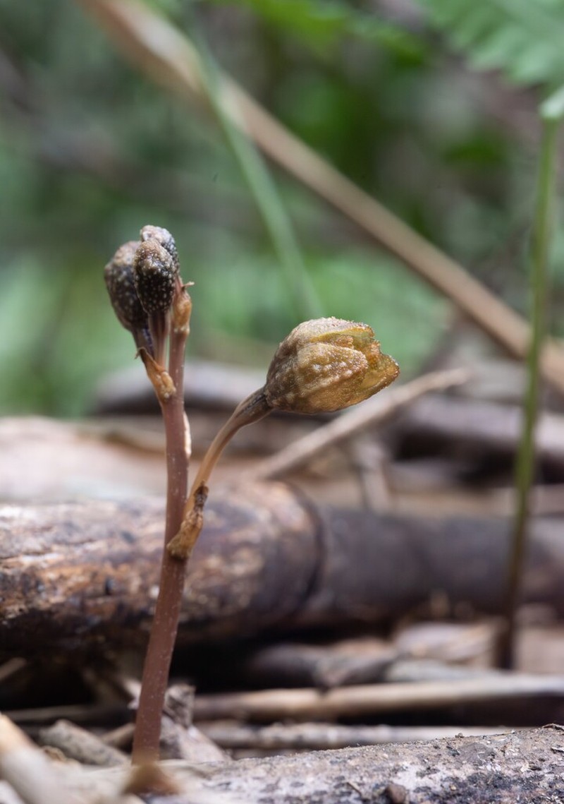 Gastrodia nantoensis photo 3